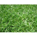 TALL FESCUE FINE LAWN