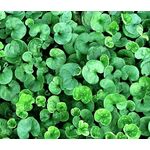 DICHONDRA REPENS