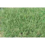 BERMUDA GRASS UNHULLED (CYNODON DACTYLON)