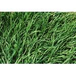 PENNISETUM CLANDESTINUM (KIKUYU)