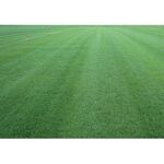 TALL FESCUE TOMCAT 1