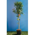 ΜΕΓΕΘΗ ΠΟΡΤΟΚΑΛΙΑΣ