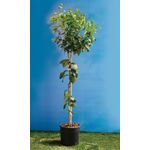 ΜΕΓΕΘΗ ΜΑΝΤΑΡΙΝΙΑΣ