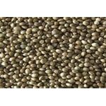 ΚΑΝΑΒΟΥΡΙ ΕΙΣΑΓΩΓΗΣ