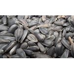 ΗΛΙΟΣΠΟΡΟΣ