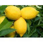 ΖΑΜΠΕΤΑΚΗ - ΚΑΛΟΚΑΙΡΙΝΗ ΠΟΙΚΙΛΙΑ