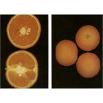 ΣΕΚΕΡΗ - ΝΤΟΛΤΣΟ