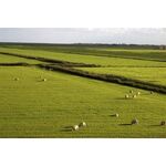 PRATO PASCOLO NUOVO SPECIALE