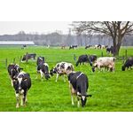 PRATO SPECIALI PASCOLI