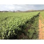 ΚΤΗΝΟΤΡΟΦΙΚΟ ΜΠΙΖΕΛΙ - ARVICA