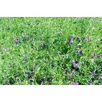 ΒΙΚΟΣ - ΙΣΤΡΟΣ