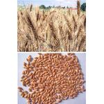 ΣΙΤΟΣ ΜΑΛΑΚΟΣ - ΓΚΟΓΚΑΣ-2