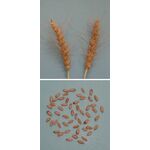 ΣΙΤΟΣ ΜΑΛΑΚΟΣ - ΔΩΔΩΝΗ