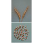 ΣΙΤΟΣ ΜΑΛΑΚΟΣ - YECORA-E