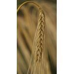 ΚΡΙΘΑΡΙ - MARTINO