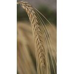 ΚΡΙΘΑΡΙ - AQUIRONE