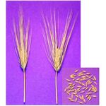 ΚΡΙΘΑΡΙ - ΤΡΙΠΤΟΛΕΜΟΣ