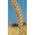 ΚΡΙΘΑΡΙ - ΤΕΑ