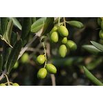 ΑΘΗΝΟΛΙΑ (ΜΑΤΣΟΛΙΑ Ή ΜΑΣΤΟΕΙΔΗΣ Ή ΤΣΟΥΝΑΤΗ)