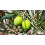 ΜΕΓΑΡΙΤΙΚΗ (ΧΟΝΤΡΟΛΙΑ)