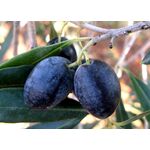 ΑΜΦΙΣΣΗΣ (ΚΟΝΣΕΡΒΟΛΙΑ)