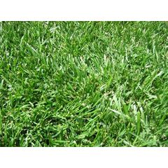 TALL FESCUE FINE LAWN
