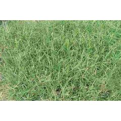 BERMUDA GRASS UNHULLED (CYNODON DACTYLON)