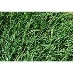 PENNISETUM CLANDESTINUM (KIKUYU)