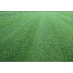 TALL FESCUE TOMCAT 1