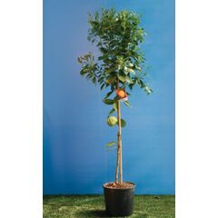 ΜΕΓΕΘΗ ΠΟΡΤΟΚΑΛΙΑΣ