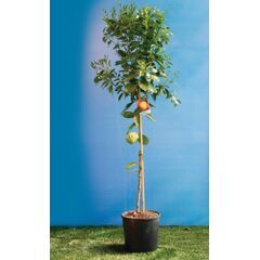 ΜΕΓΕΘΗ ΛΕΜΟΝΙΑΣ