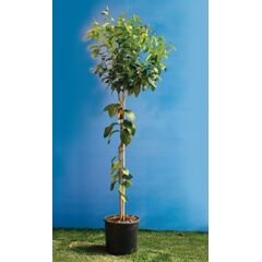 ΜΕΓΕΘΗ ΜΑΝΤΑΡΙΝΙΑΣ