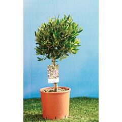 ΣΧΗΜΑΤΑ ΚΑΙ ΜΕΓΕΘΗ ΕΛΙΑΣ