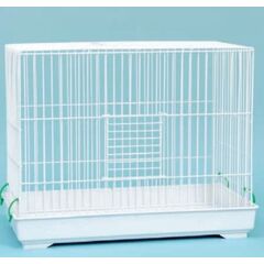 ΜΑΙΝΟΚΛΟΥΒΟ