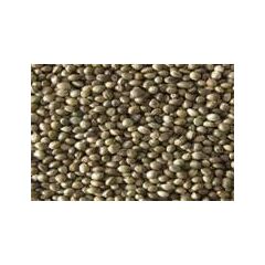 ΚΑΝΑΒΟΥΡΙ ΕΙΣΑΓΩΓΗΣ