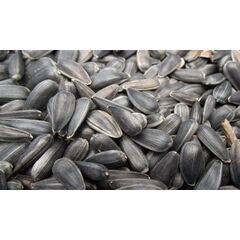 ΗΛΙΟΣΠΟΡΟΣ