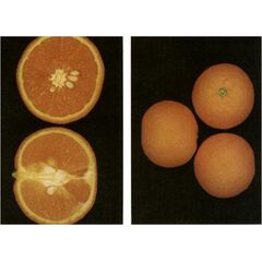 ΣΕΚΕΡΗ - ΝΤΟΛΤΣΟ