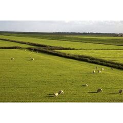 PRATO PASCOLO NUOVO SPECIALE