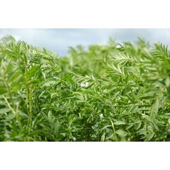 ΦΑΚΗ - ΘΕΣΣΑΛΙΑ