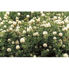 ΤΡΙΦΥΛΛΙ - LAURA