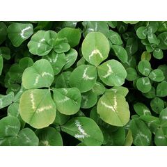 ΤΡΙΦΥΛΛΙ - HUIA