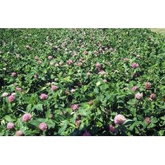 ΤΡΙΦΥΛΛΙ - NIKE