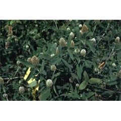 ΤΡΙΦΥΛΛΙ - TRIFOGLIO SQUARROSO