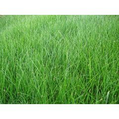 ΦΕΣΤΟΥΚΑ - FAWN