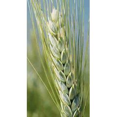 ΣΙΤΟΣ ΣΚΛΗΡΟΣ - DORATO