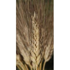 ΣΙΤΟΣ ΣΚΛΗΡΟΣ - QUADRATO