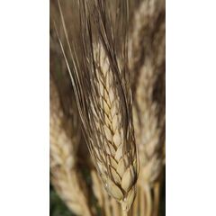 ΣΙΤΟΣ ΣΚΛΗΡΟΣ - GATTUSO