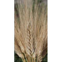 ΣΙΤΟΣ ΣΚΛΗΡΟΣ - VENDETTA