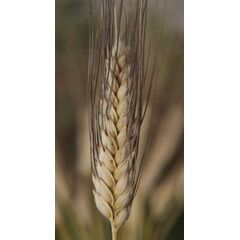 ΣΙΤΟΣ ΣΚΛΗΡΟΣ - PIETRAFITTA