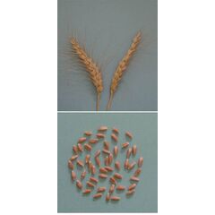 ΣΙΤΟΣ ΜΑΛΑΚΟΣ - YECORA-E